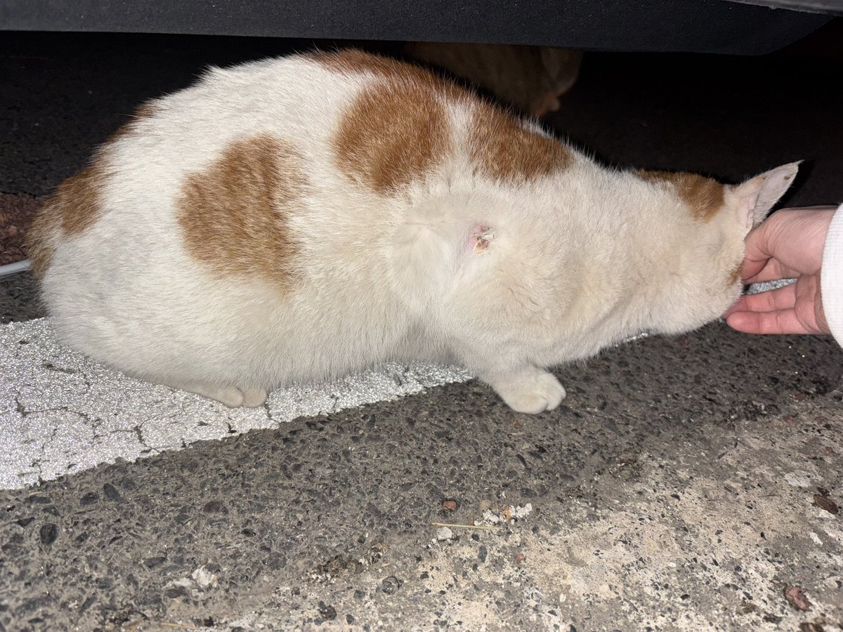 🌿동식이 입양처 찾았어요🌿 tweet media