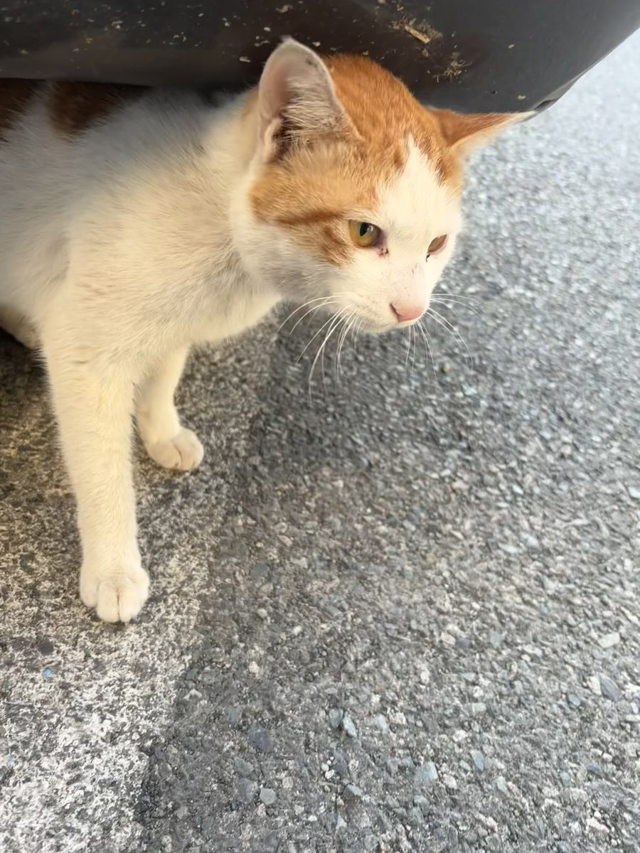 🌿동식이 입양처 찾았어요🌿 tweet media