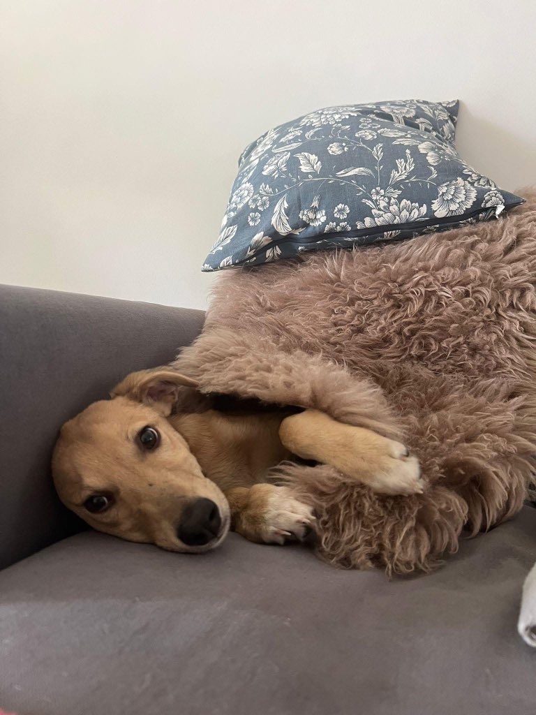MuscatDogAdop's tweet image. Zain is really enjoying life in his temporary  foster home. He’s looking for another foster home/ foster to adopt home to move to after the Eid holidays…

Can anyone foster him so he doesn’t have to move into boarding? 

1/3

#FosterToAdopt #WadiDog #Muscat