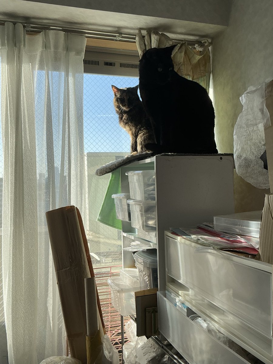 ~ 工房にゃう　Nyaw ~ tweet media