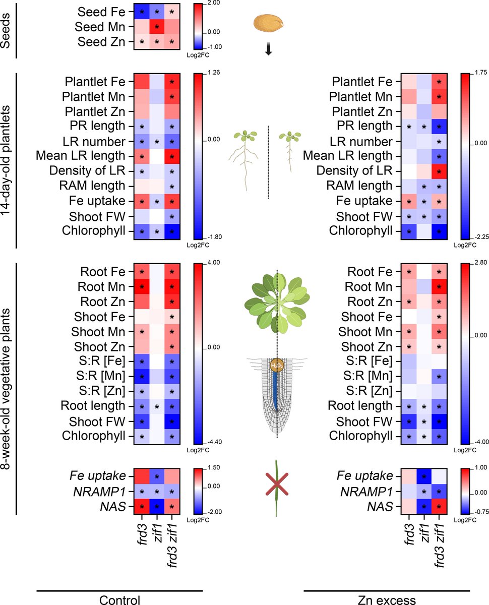 Fanara Steven tweet media