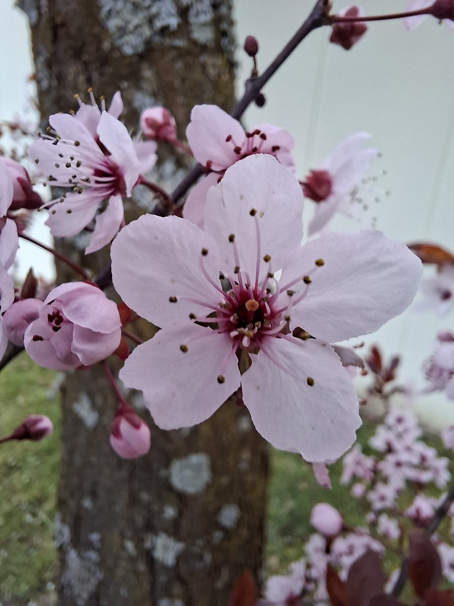 rot' Hex'👩‍🦰🔴⚪🐈🎯⚽️ tweet media