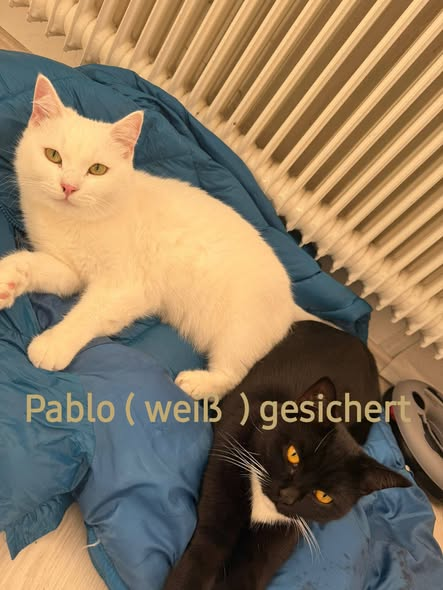 yolanda schultes tweet media