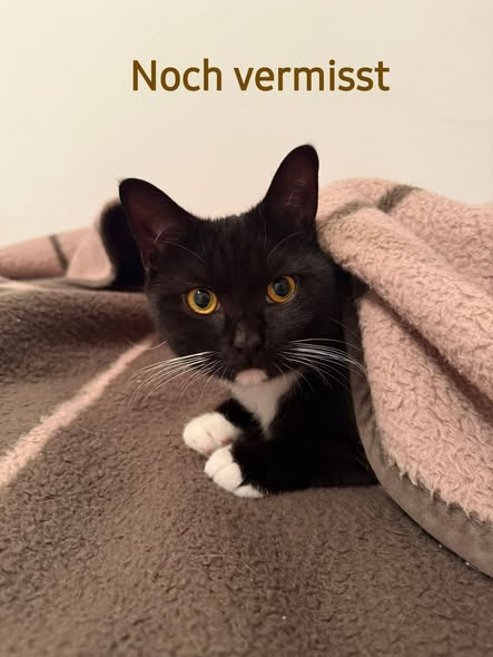 yolanda schultes tweet media