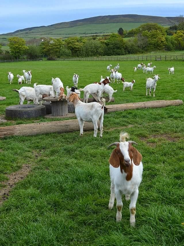 Kiplongu Rodgerz tweet media