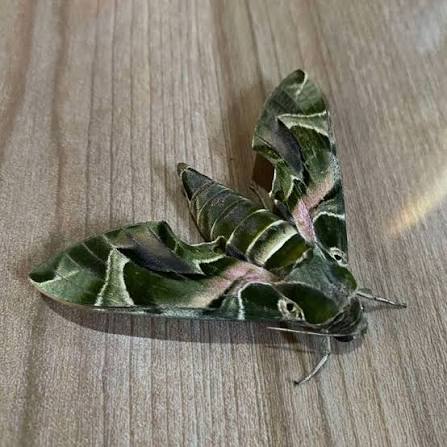 Moth Heaven tweet media