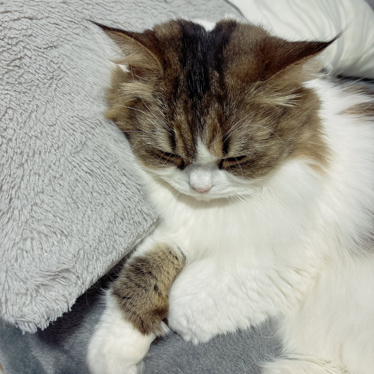 ‎𛰙᭜𖫴𖫰𖫱𖫳𖫲𖫲𖫳𖫴𖫰𖫱꛰ ᭜𖫴𖫰𖫱𖫳𖫲𖫲𖫳𖫴𖫰𖫱꛰ಣ tweet media