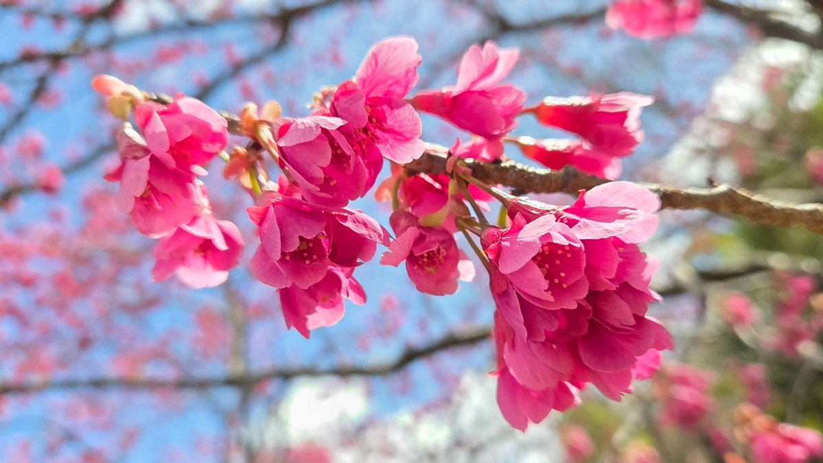 みるタンく tweet media