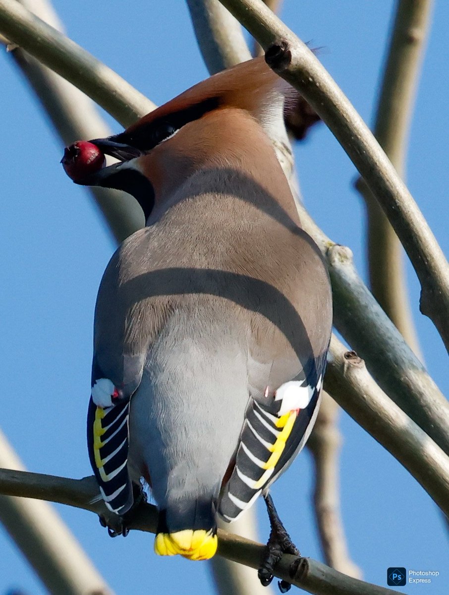 SteveClippo tweet media