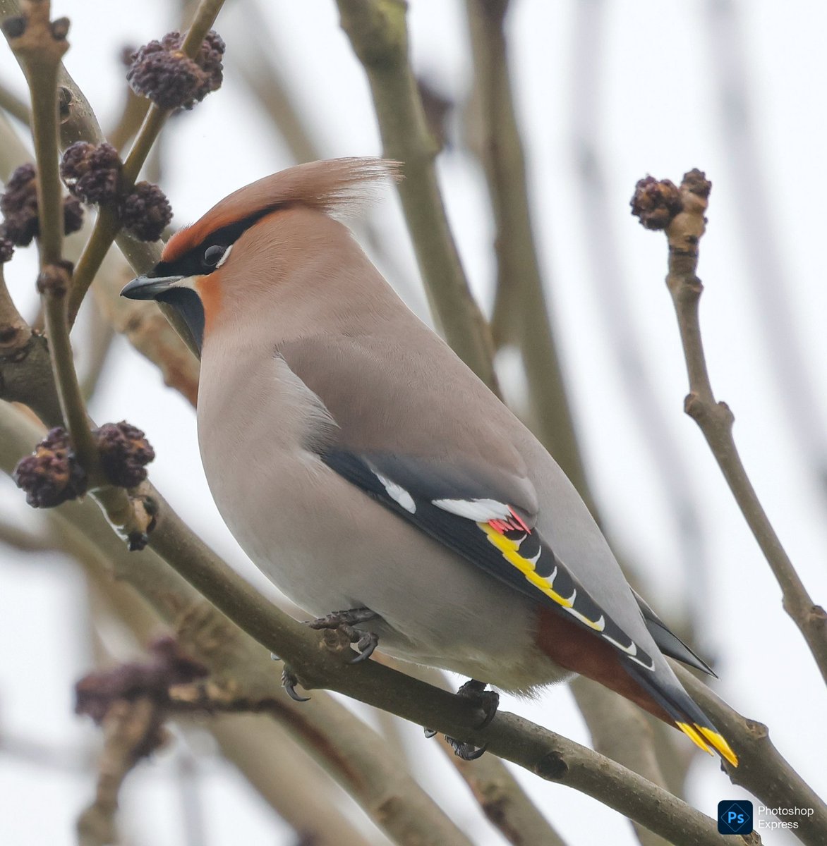 SteveClippo tweet media