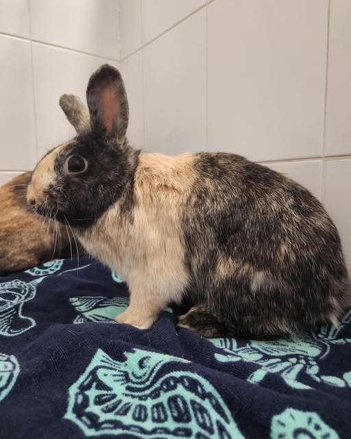 yolanda schultes tweet media