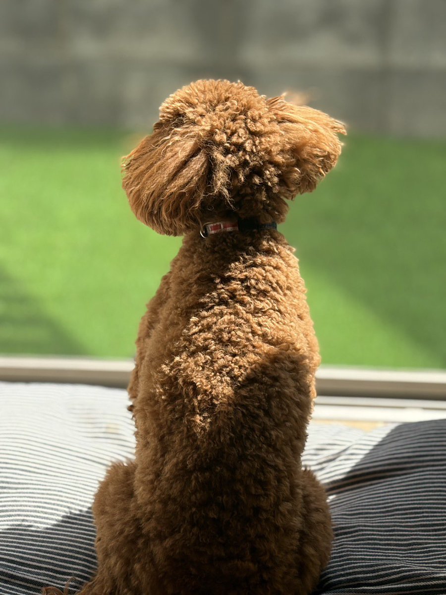 ぼーすけ tweet media