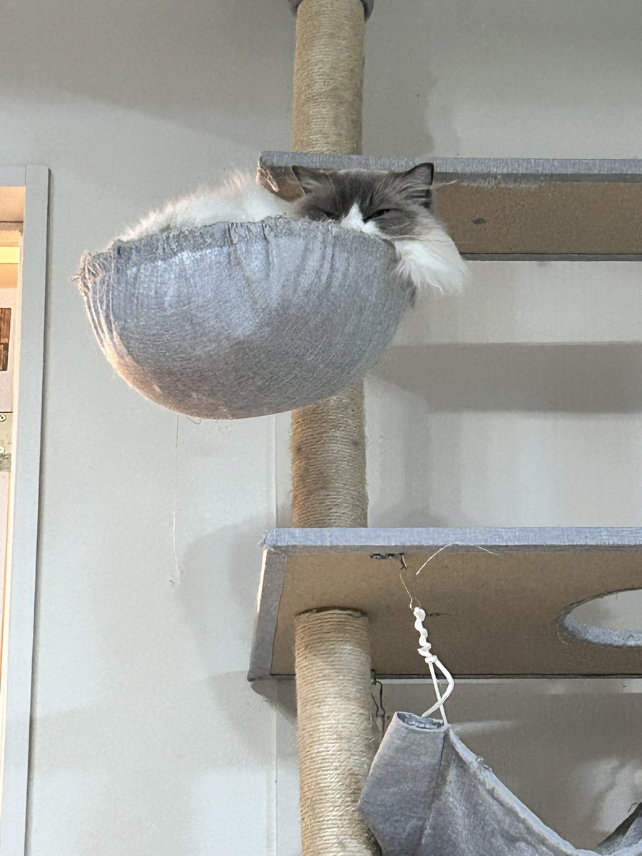 ありにゃーん♡ tweet media