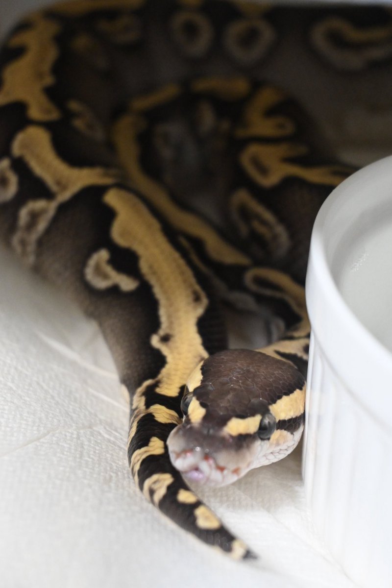 仲村屋 tweet media