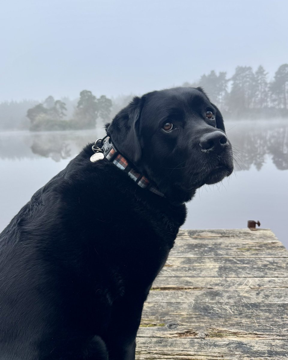 Jim and Olive🌈 Black Labs tweet media