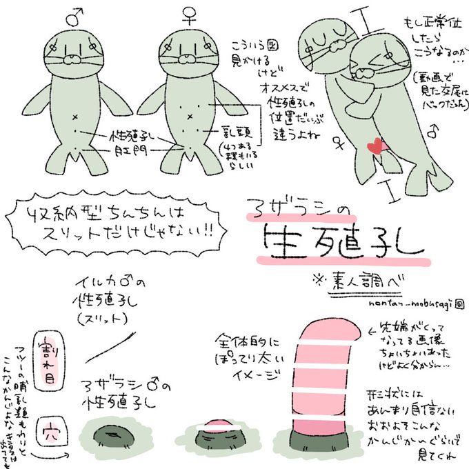 アザラシのチンチン(2023) 