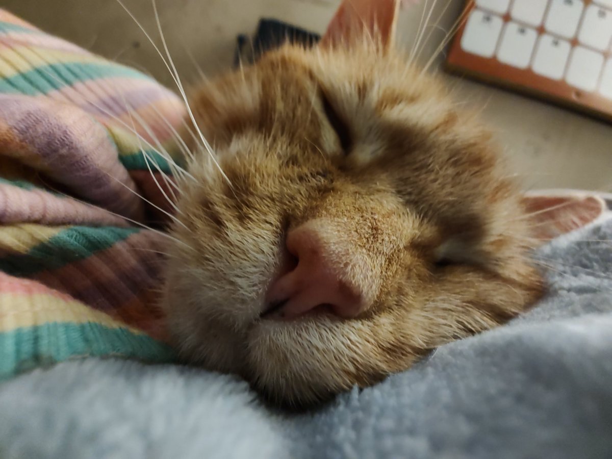 Feather Bloom (Commissions Open!) tweet media