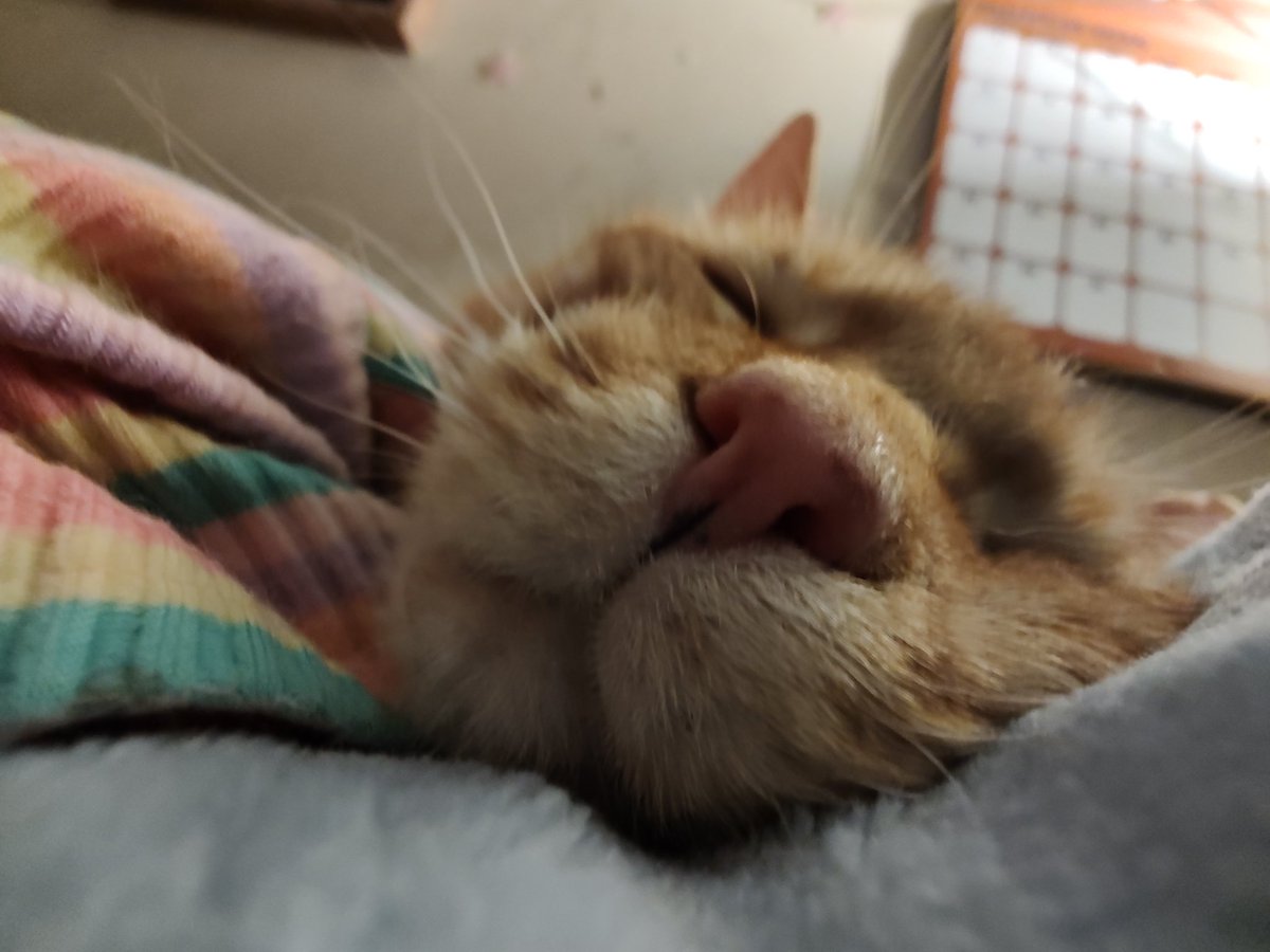 Feather Bloom (Commissions Open!) tweet media