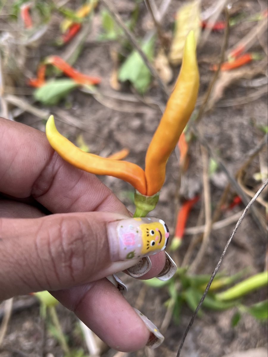 ๐ผ๐๐๐๐๐๐ต๐๐๐ tweet media