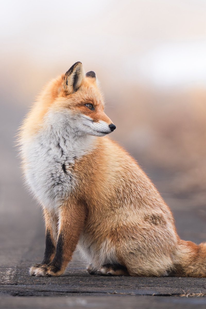 𝐒𝐀𝐓𝐎𝐘𝐀 tweet media