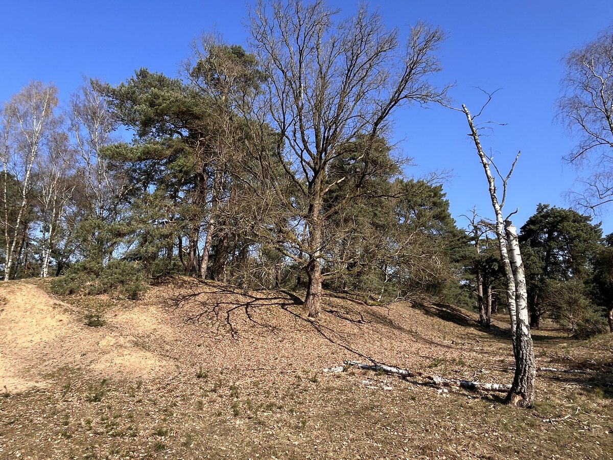 Friso Geerlings tweet media