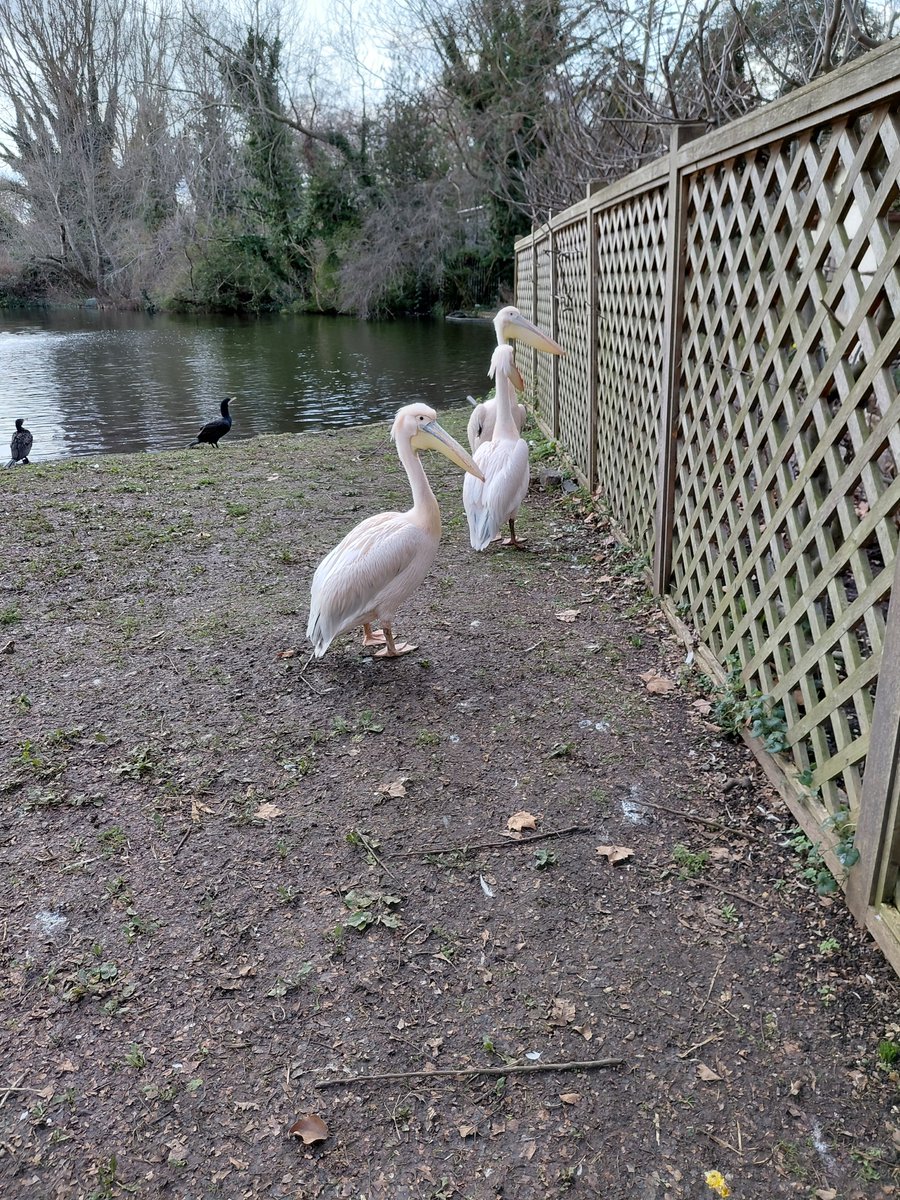 Rupert Stanbury tweet media