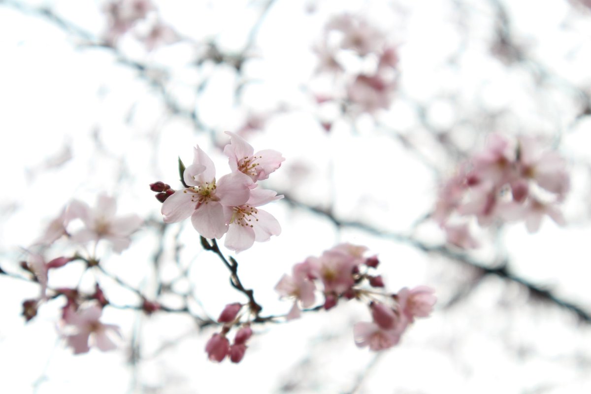 1000mi0's tweet photo. CANON EOS M2 + 15-45mm
六義園
露出はちょっとオーバー目で。
#六義園 #文京区 #しだれ桜 #EOS_M https://t.co/1VZgTu68RQ