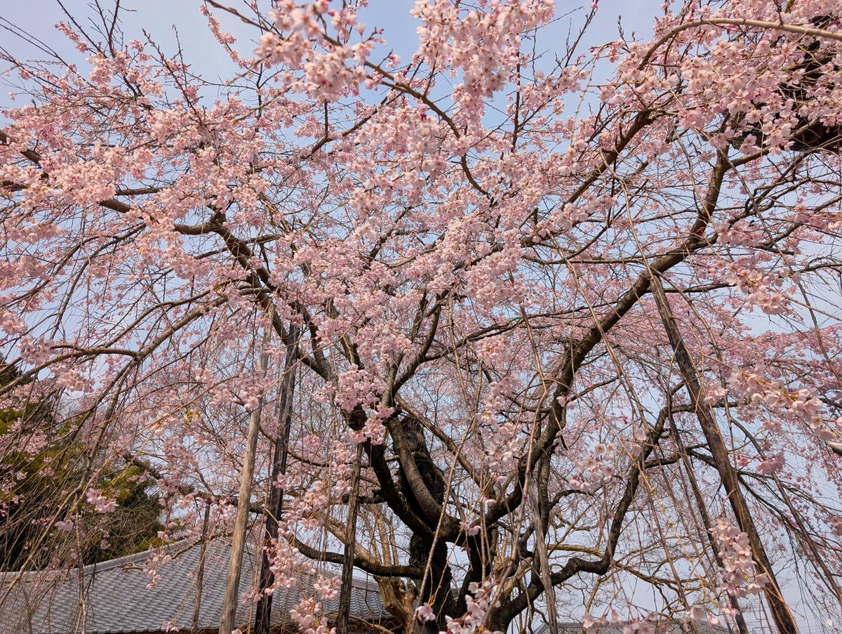 ﾄﾞﾗｲﾌﾞ400 tweet media