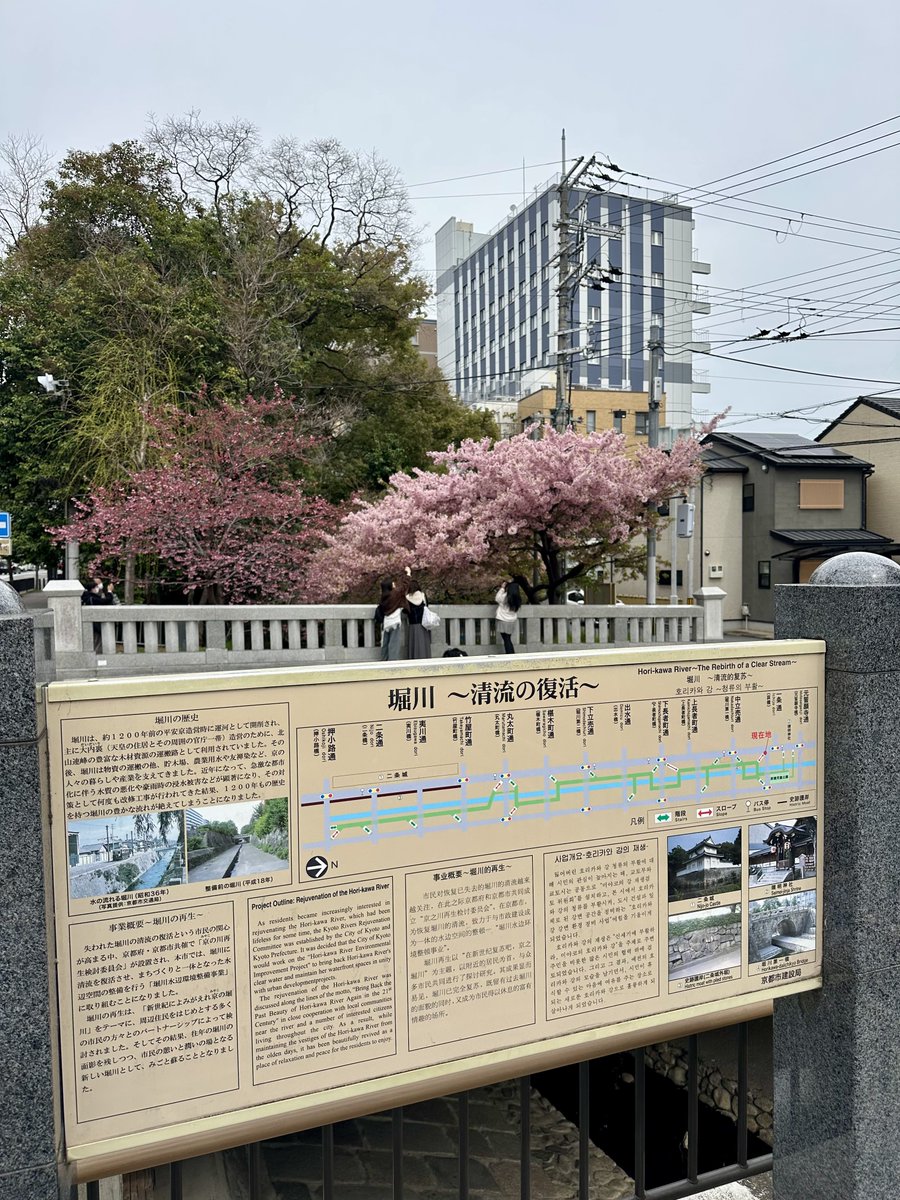 1973Hy's tweet photo. 3月1日に来た時に五分咲きしてたかなと思ってたけど3週間経ってまだ咲いてたと言うか満開でした🌸
2026.3.22
#一条戻橋 
#一条戻橋河津桜 https://t.co/ZtTaFrslBS