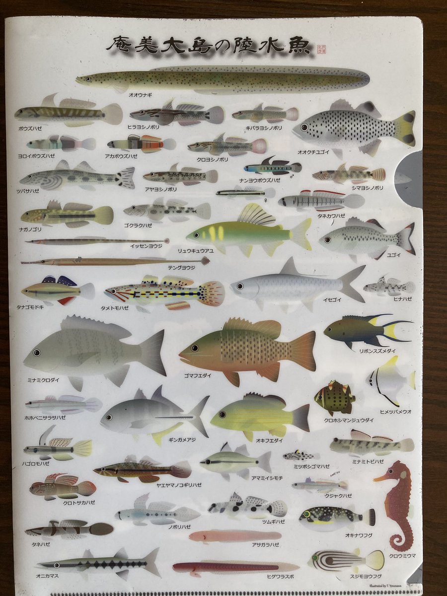名無しの亀❤️海水魚　淡水魚 🐢カブトニオイ亀🐢 8m水槽に仲間入りしたカメです。 水中のなかで