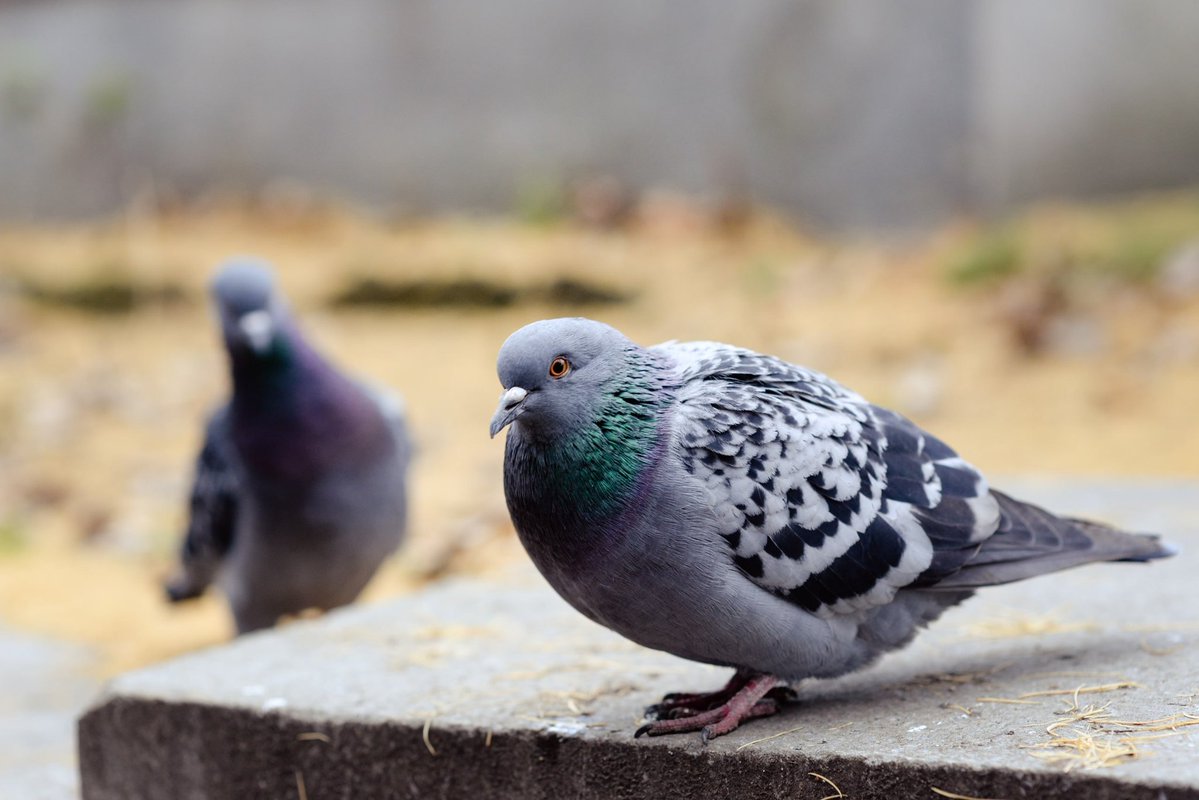 ВЛАДИМИР, КРАСНОЯРСК! ЕНИСЕЙ! tweet media