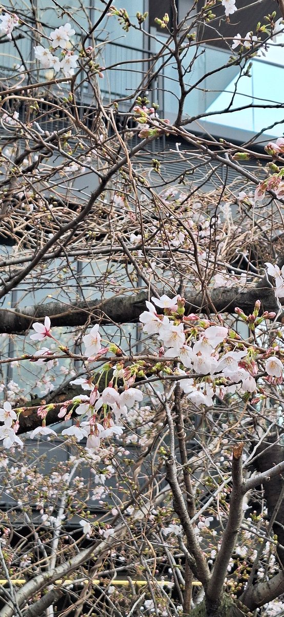 ダイカツパパ tweet media