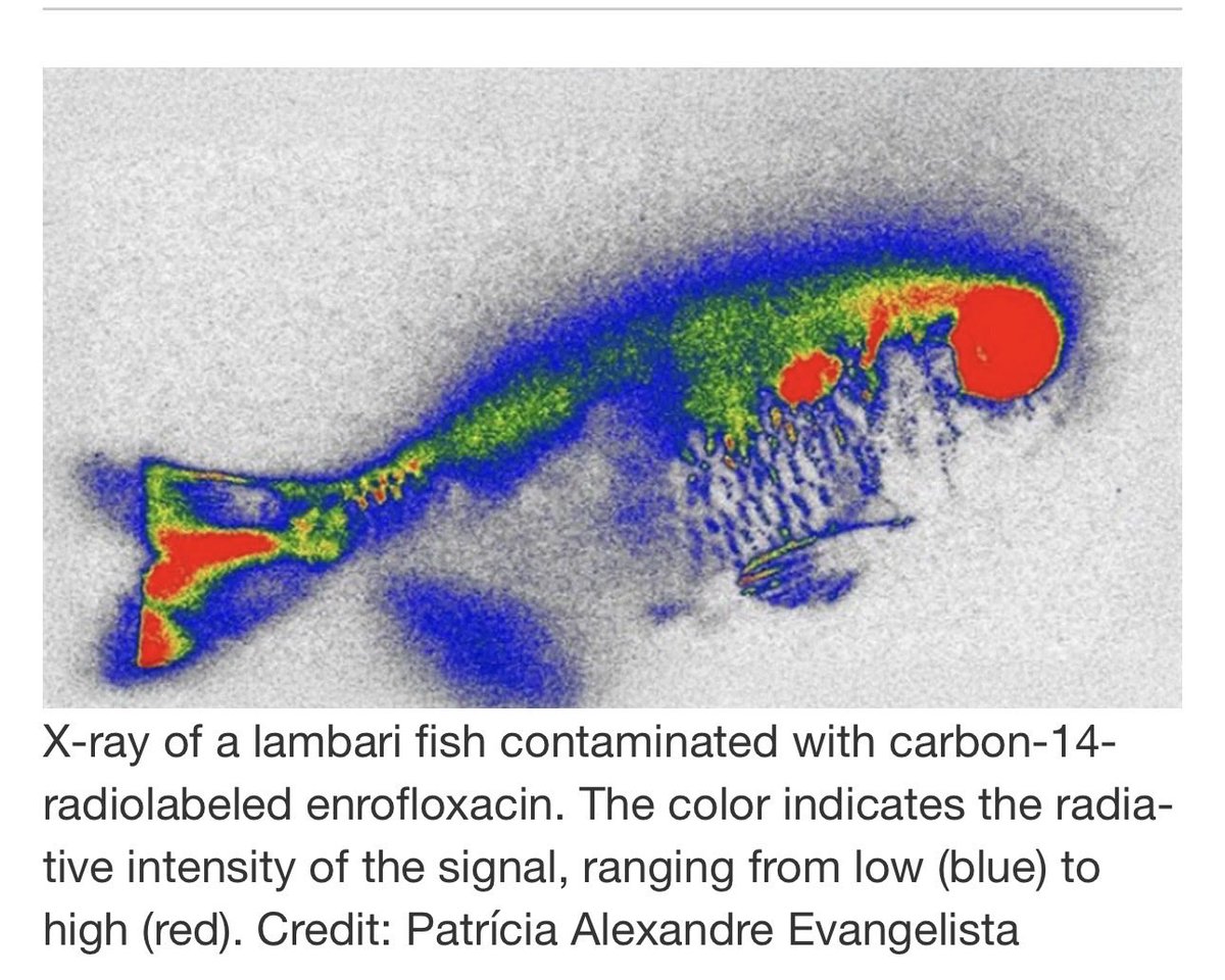 🌻 AnnetteJB- Go Wild tweet media