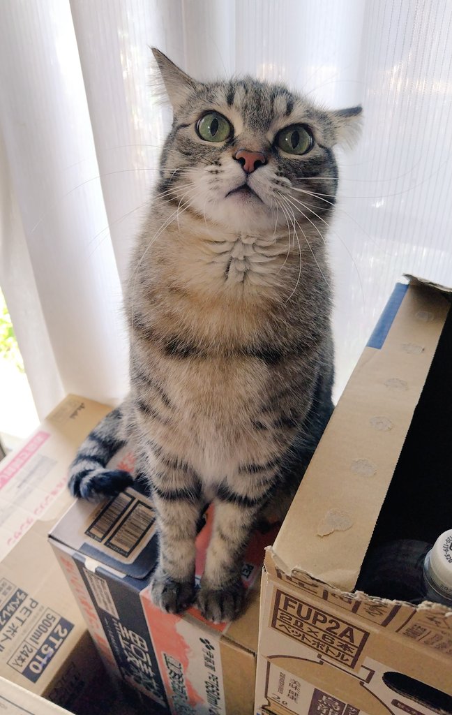 ゴロー🐾 tweet media