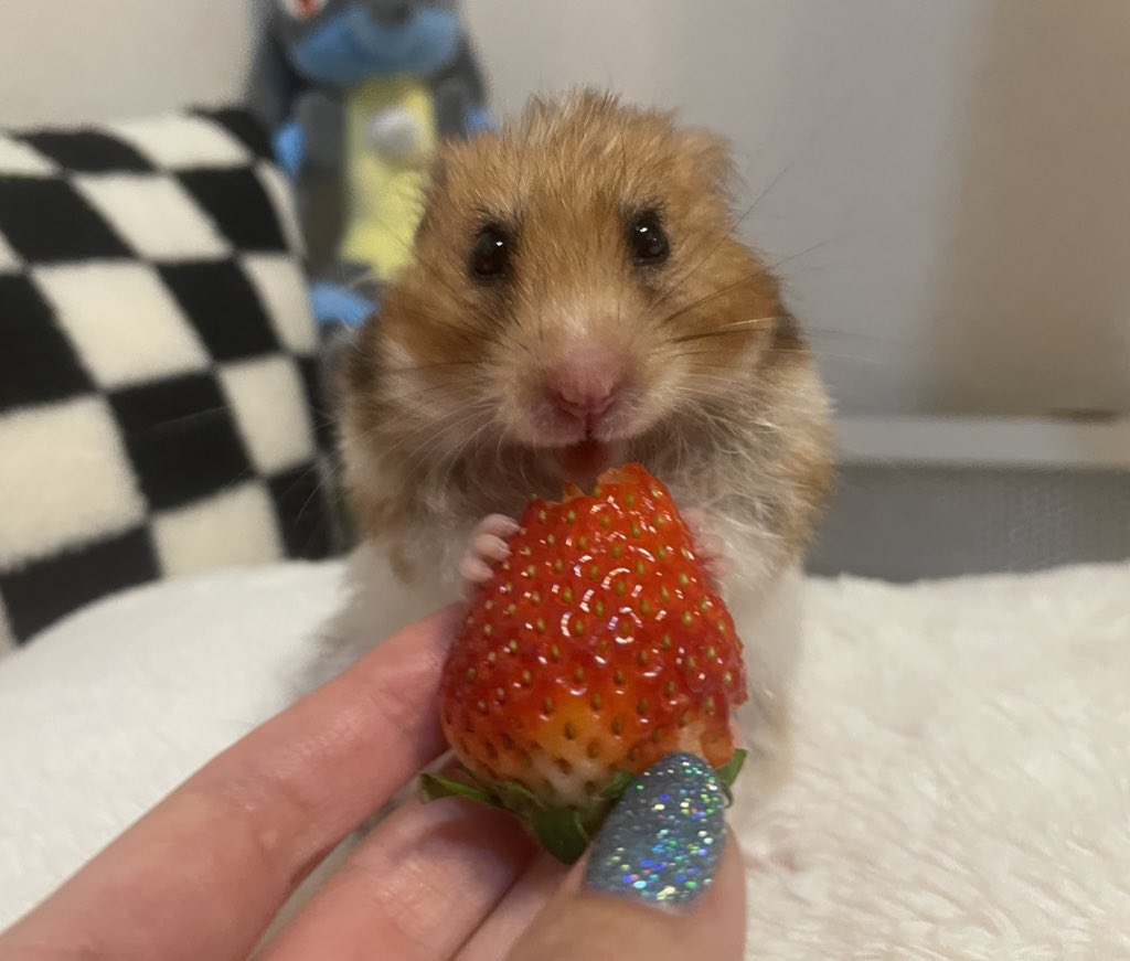 ﾊ・ﾑﾁｬﾝ🐹 tweet media