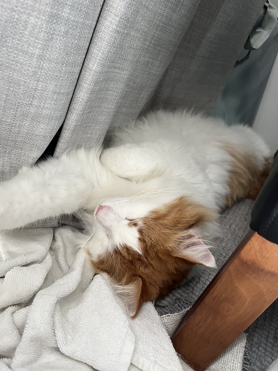 ti 🌹 pitt spoilers tweet media