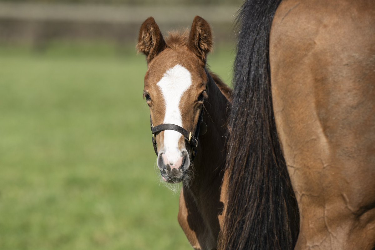 Newsells Park Stud tweet media