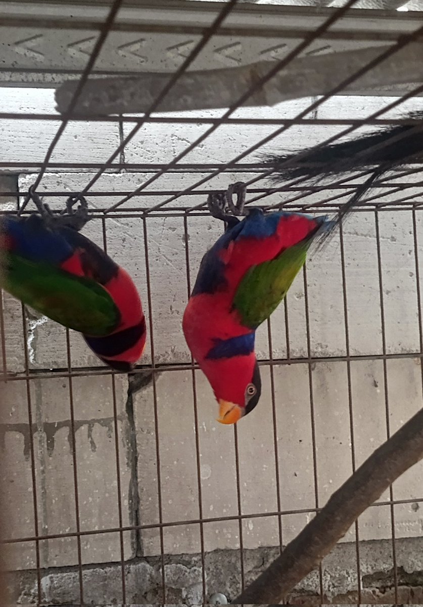 Francel❖Aegis tweet media