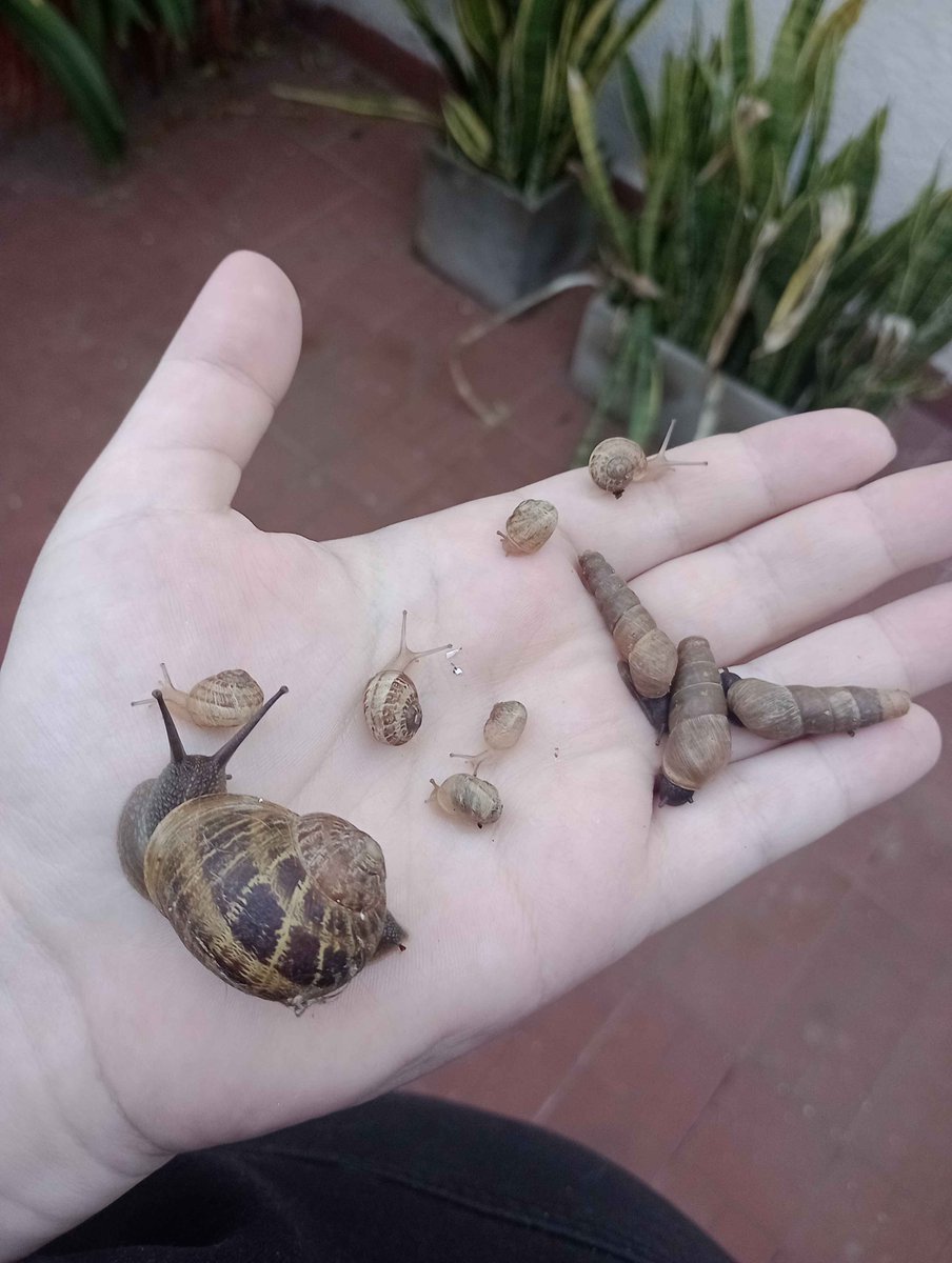 🔞King Gamer🔞🔜ARFF 2026 tweet media