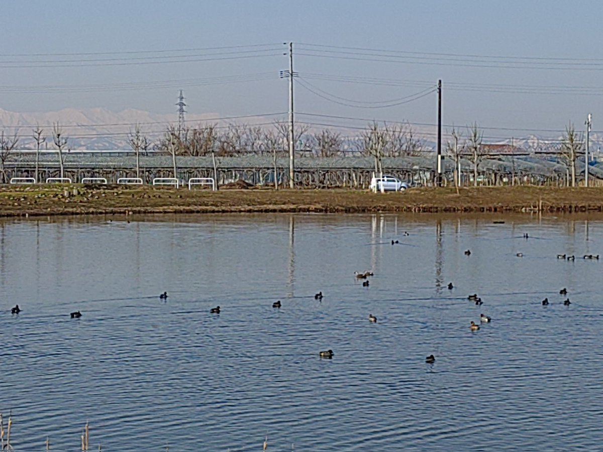 ジイジイマン2代目 tweet media