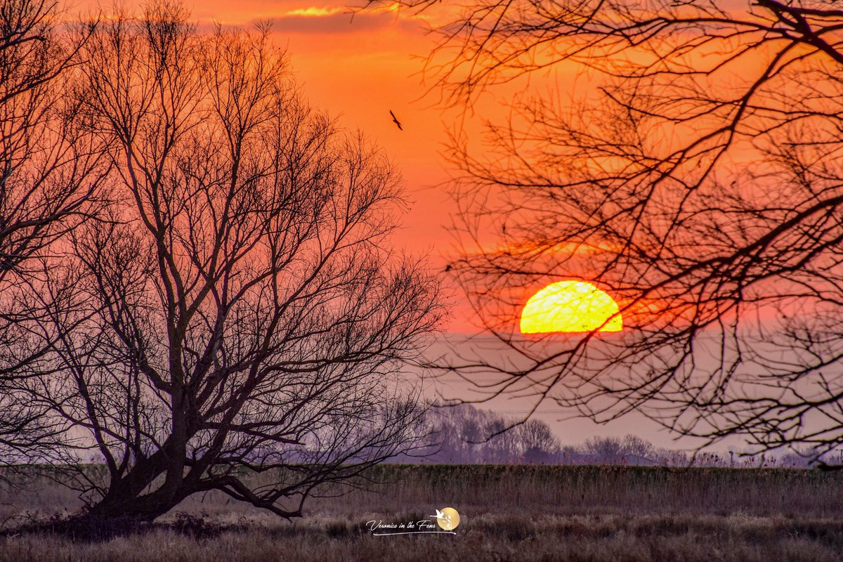 VeronicaJoPo's tweet image. Sunrise in The Fens, they are often so beautiful 😍 Nature has a wonderful way to show us art in so many different forms. 
These are from this day five years ago.
River Great Ouse, Ely, Cambridgeshire 

#sunrise #TheFens #Ely #River #Trees #Nature #Wonderful