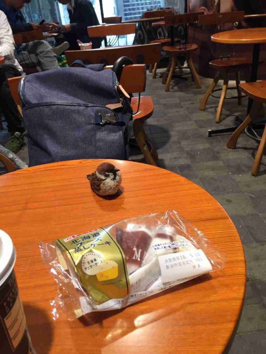 Out of Context Birds tweet media