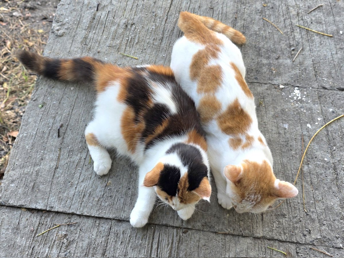 แมวทองมี กวีพเนจร tweet media