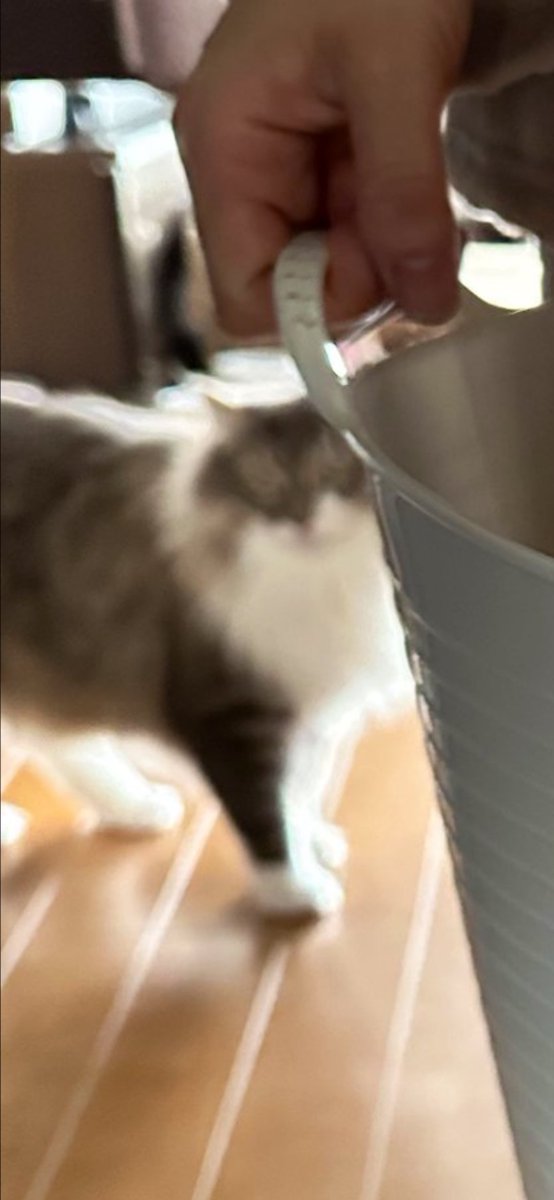 ネコランド tweet media