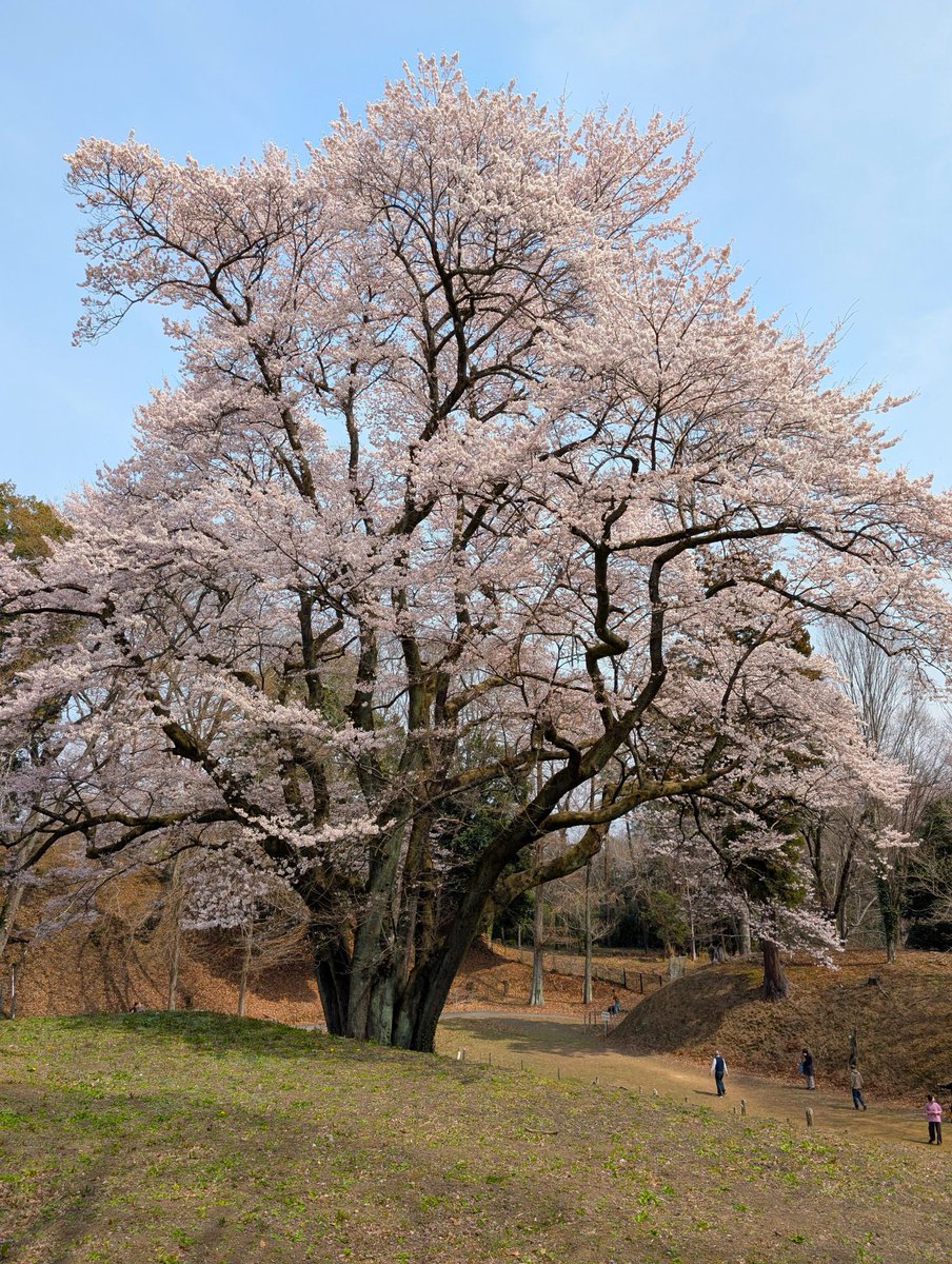 ﾄﾞﾗｲﾌﾞ400 tweet media