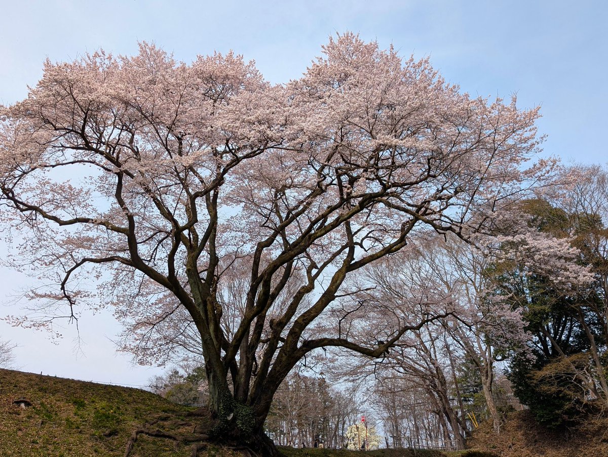 ﾄﾞﾗｲﾌﾞ400 tweet media