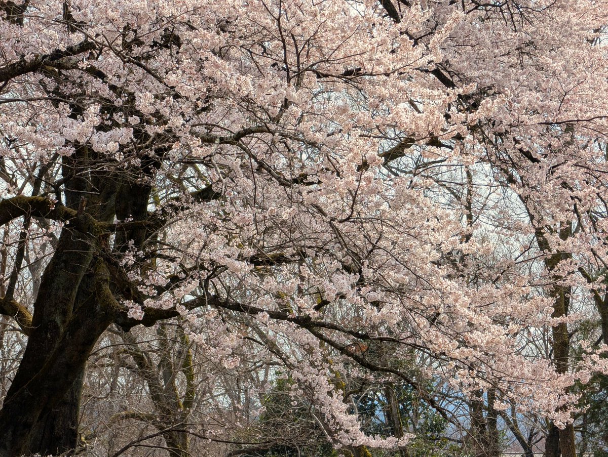 ﾄﾞﾗｲﾌﾞ400 tweet media