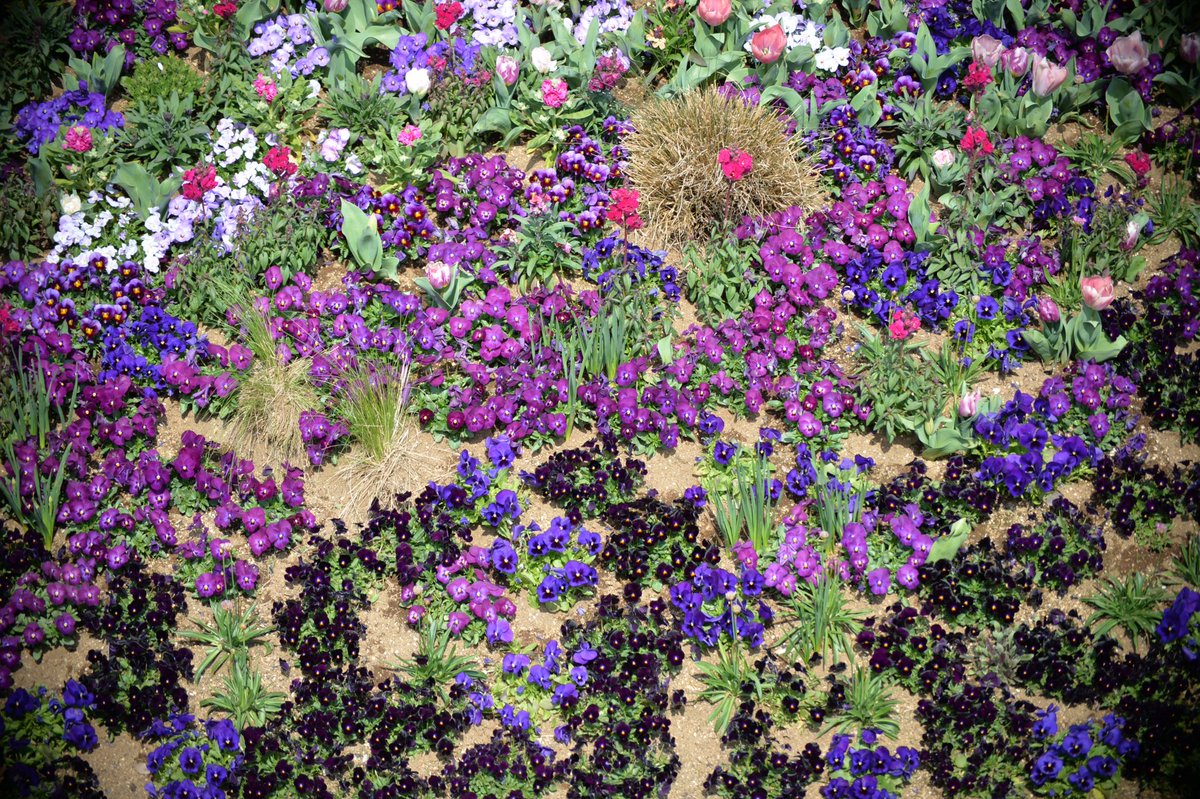 カズさん（じいさん tweet media