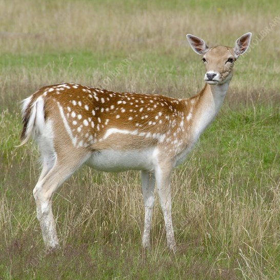 Bisexual C00lkidd tweet media