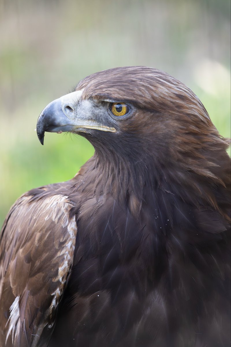 yuki / 動物写真 tweet media